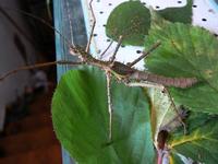 Haaniella muelleri