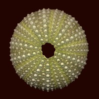 Paracentrotus lividus