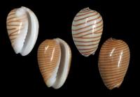 Persicula cingulata