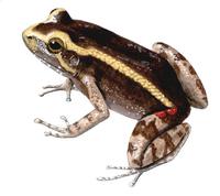 Image of: Lithodytes lineatus