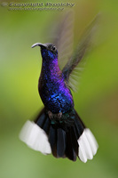 Campylopterus hemileucurus - Violet Sabrewing