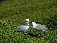 Larus novaehollandiae - Silver Gull