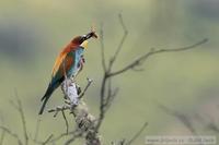 Merops apiaster - Bee-eater