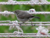 Cinnyris oseus - Palestine Sunbird