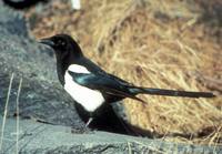 Pica hudsonia - Black-billed Magpie