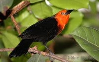 Amblyramphus holosericeus - Scarlet-headed Blackbird