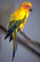 Aratinga solstitialis - Sun Parakeet