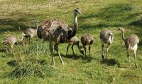 Rhea americana - Greater Rhea