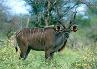 Tragelaphus strepsiceros - Greater Kudu