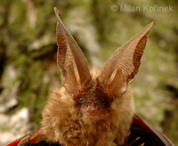 Plecotus auritus - Brown Big-eared Bat