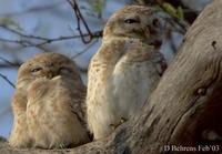 Image of: Athene brama (spotted owlet)