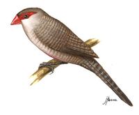 Image of: Estrilda astrild (common waxbill)