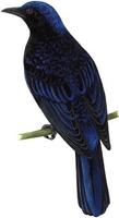 Image of: Irena cyanogastra (Philippine fairy bluebird)