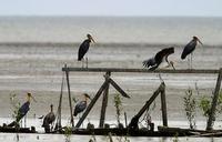 Image of: Leptoptilos javanicus (lesser adjutant)