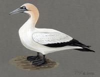 Image of: morus capensis (Cape gannet)