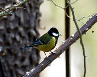 Image of: Parus monticolus (green-backed tit)