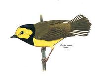 Image of: Wilsonia citrina (hooded warbler)