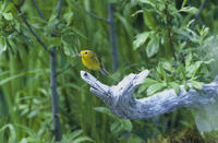 Image of: Wilsonia pusilla (Wilson's warbler)