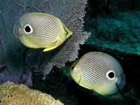 Image of: Chaetodon capistratus (foureye butterflyfish)