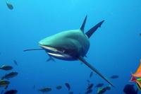 Image of: Carcharhinus falciformis (silky shark)