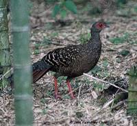 Swinhoe's Pheasant - Lophura swinhoii