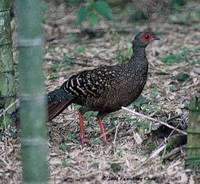 Swinhoe's Pheasant - Lophura swinhoii