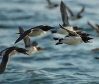 Common Murre - Uria aalge