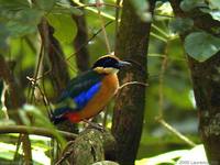 Blue-winged Pitta - Pitta moluccensis