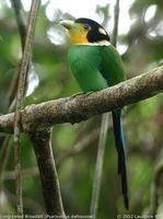 Long-tailed Broadbill - Psarisomus dalhousiae