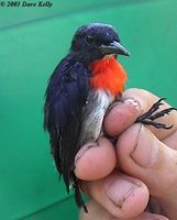 Grey-sided Flowerpecker - Dicaeum celebicum