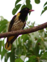 Dark-throated Oriole - Oriolus xanthonotus