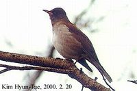 Pale Thrush - Turdus pallidus