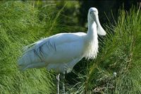 Yellow billed Spoonbill