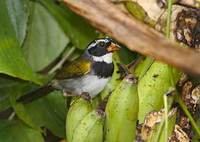 Orange-billed Sparrow (Arremon aurantiirostris) photo