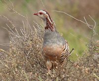 Barbary Partridge - Alectoris barbara