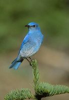 Mountain Bluebird (Sialia currucoides) photo