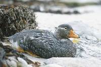 Falkland (Flightless) Steamerduck (Tachyeres brachypterus) photo