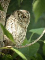 European Scops-Owl - Otus scops