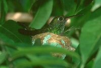 Glittering-throated Emerald - Polyerata fimbriata