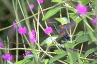 Copper-rumped Hummingbird - Saucerottia tobaci