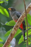 Black-tailed Trogon - Trogon melanurus