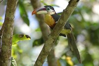 Curl-crested Aracari - Pteroglossus beauharnaesii