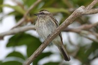 Variegated Flycatcher - Empidonomus varius