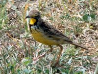 Yellow-throated Longclaw - Macronyx croceus