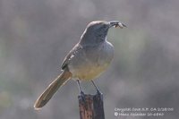 California Thrasher - Toxostoma redivivum