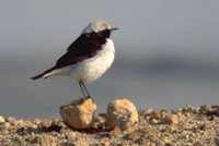 Mourning Wheatear - Oenanthe lugens