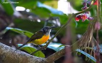 Green-tailed Sunbird - Aethopyga nipalensis