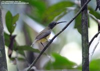 Little Spiderhunter - Arachnothera longirostra