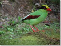 Green Magpie - Cissa chinensis