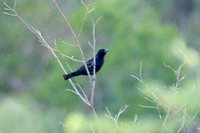 Scarlet-throated Tanager - Compsothraupis loricata